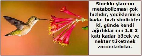 sinek-kuslari