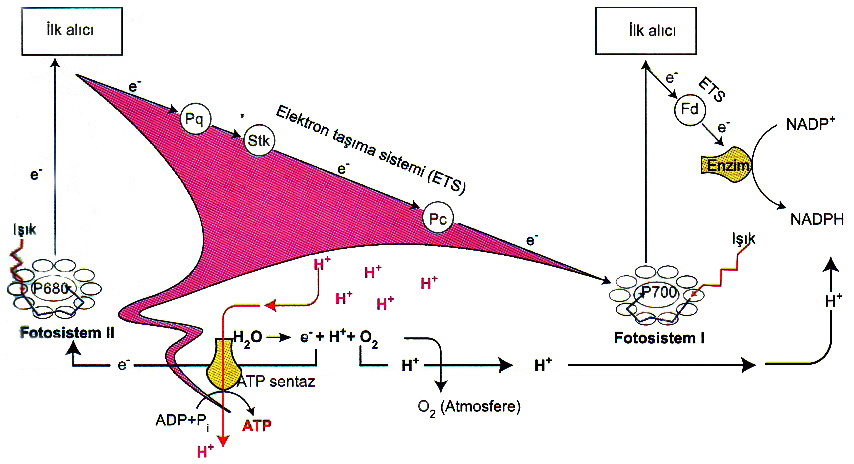 Ilova boyicha yosh chaqaloqlar bilan porno jinsiy aloqa Teri leggingsdagi sexy qizlar porno