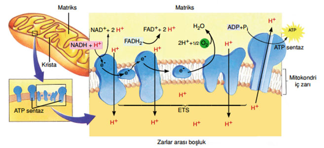 Canlılarda Enerji Dönüşümleri, Solunum, Oksijenli