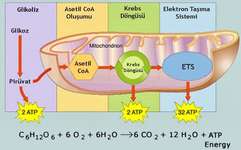 Canlılarda Enerji Dönüşümleri, Solunum, Oksijenli