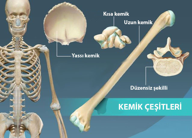 biyolojisitesi net destek ve hareket sistemi kemik cesitleri sekillerine gore kemik cesitleri yassi kemikler duzensiz sekilli kemikler