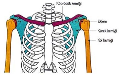 Biyolojisitesi.net, Destek ve Hareket Sistemi, İnsanda İskelet Sistemi