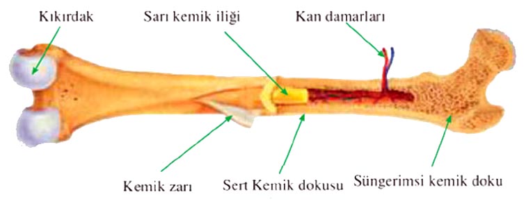 Biyolojisitesi.net, Destek ve Hareket Sistemi, Kemik Çeşitleri