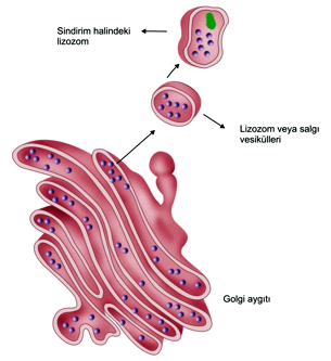 biyolojisitesi net canliligin temel birimi hucre hucrenin yapisi sitoplazma ve organeller golgi aygiti