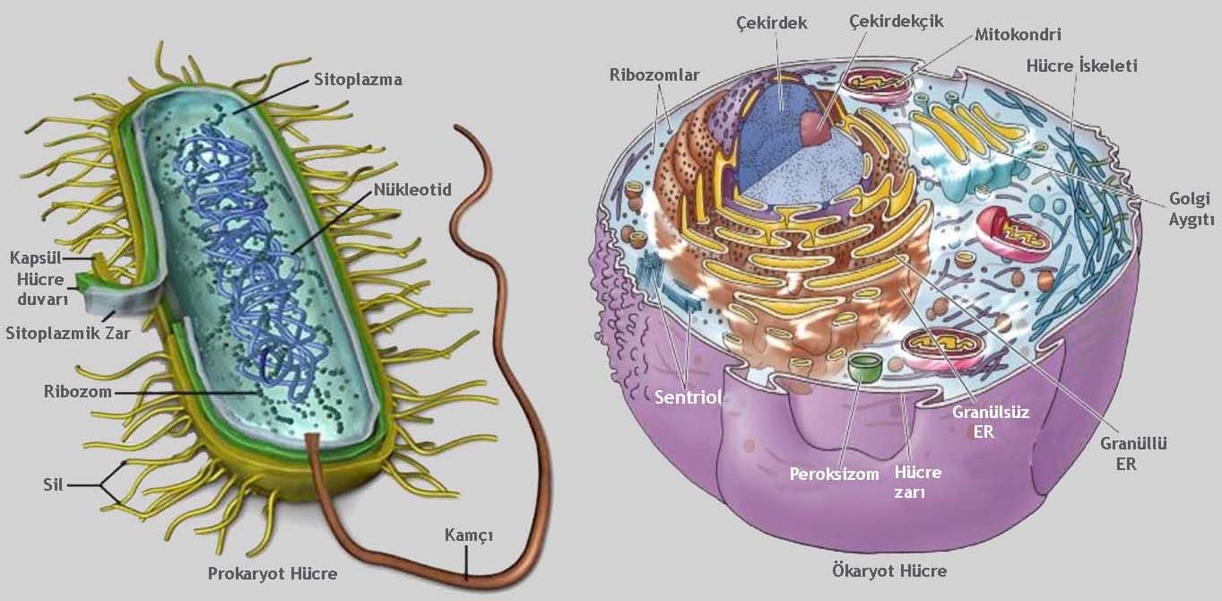 biyolojisitesi net canliligin temel birimi hucre prokaryot ve okaryot hucreler